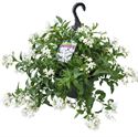Bild von Hp27 Solanum jasminoides